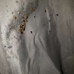 bed bugs infested