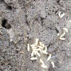 termites