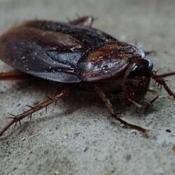 cockroach