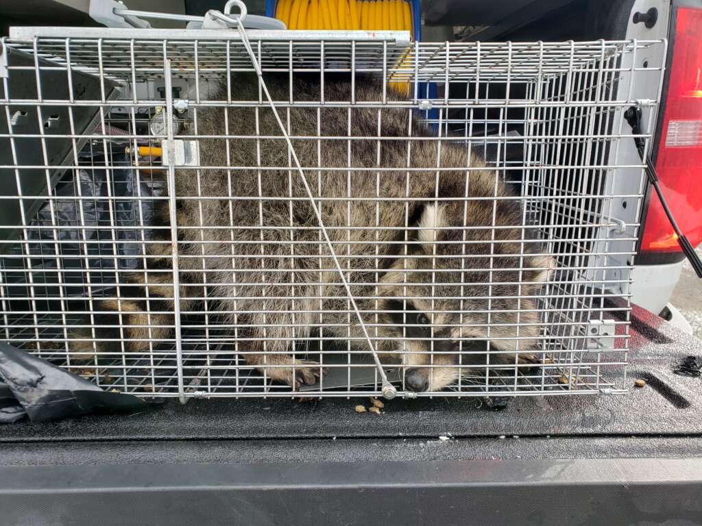 trapped raccoon