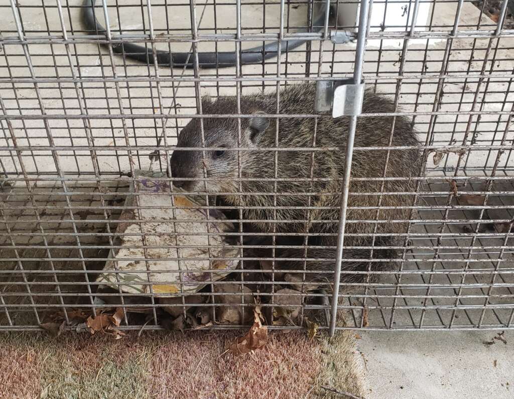 trapped groundhog