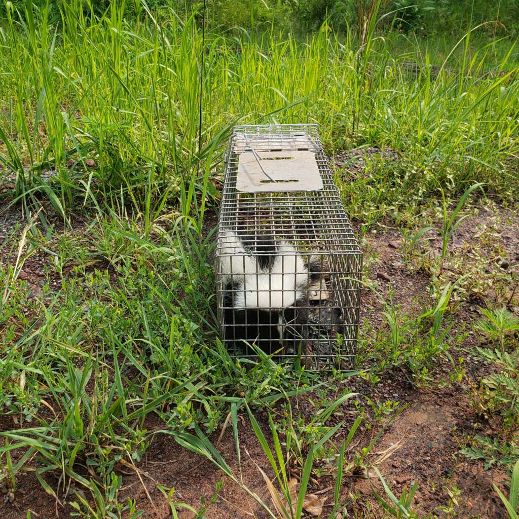 Trapped Skunk