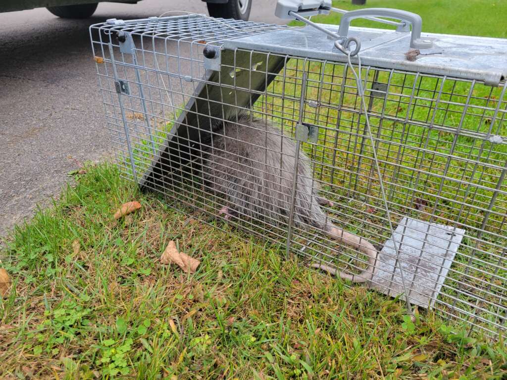 opossum trapped