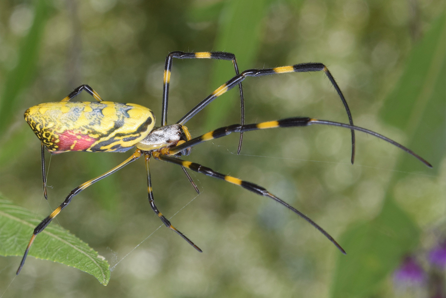 The Invasive Joro Spider Reaches The East Coast: What You Need To Know ...