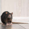 Rodent Prevention in the Fall and Keeping Your Home Pest-Free