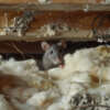 Winter Rodent Damage: How To Spot the Signs and What To Do About It