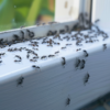 Top Spring Pest Control Tips to Protect Your Home